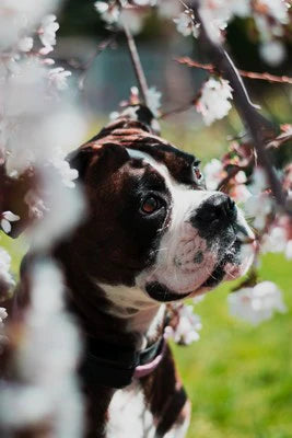 Skin & Coat Matrix for Pets