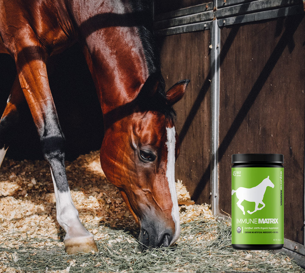 Horse in a stall eating hall