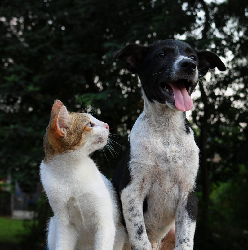 A cat looking at a dog