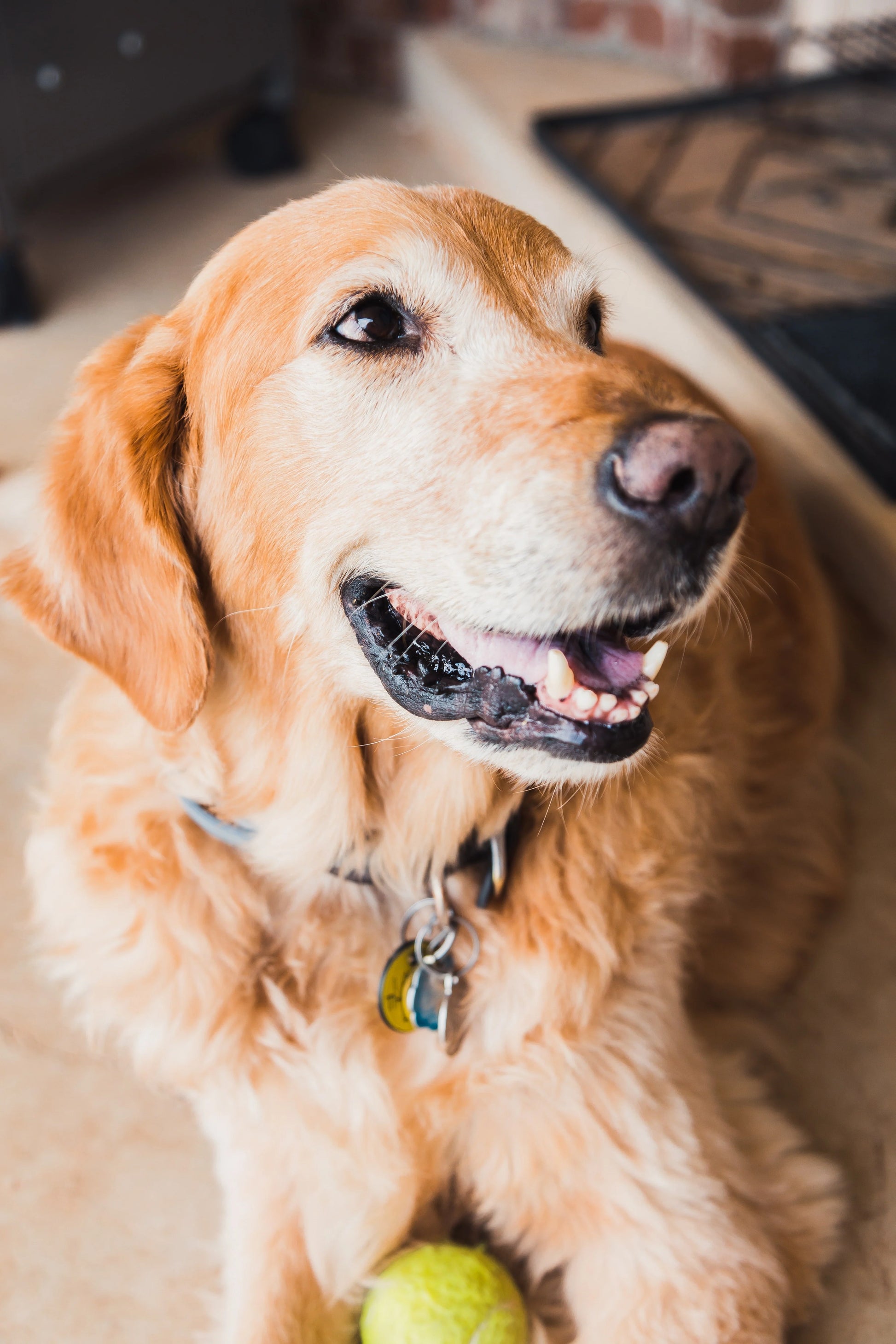 MRM Maximum Recovery Matrix for Pets