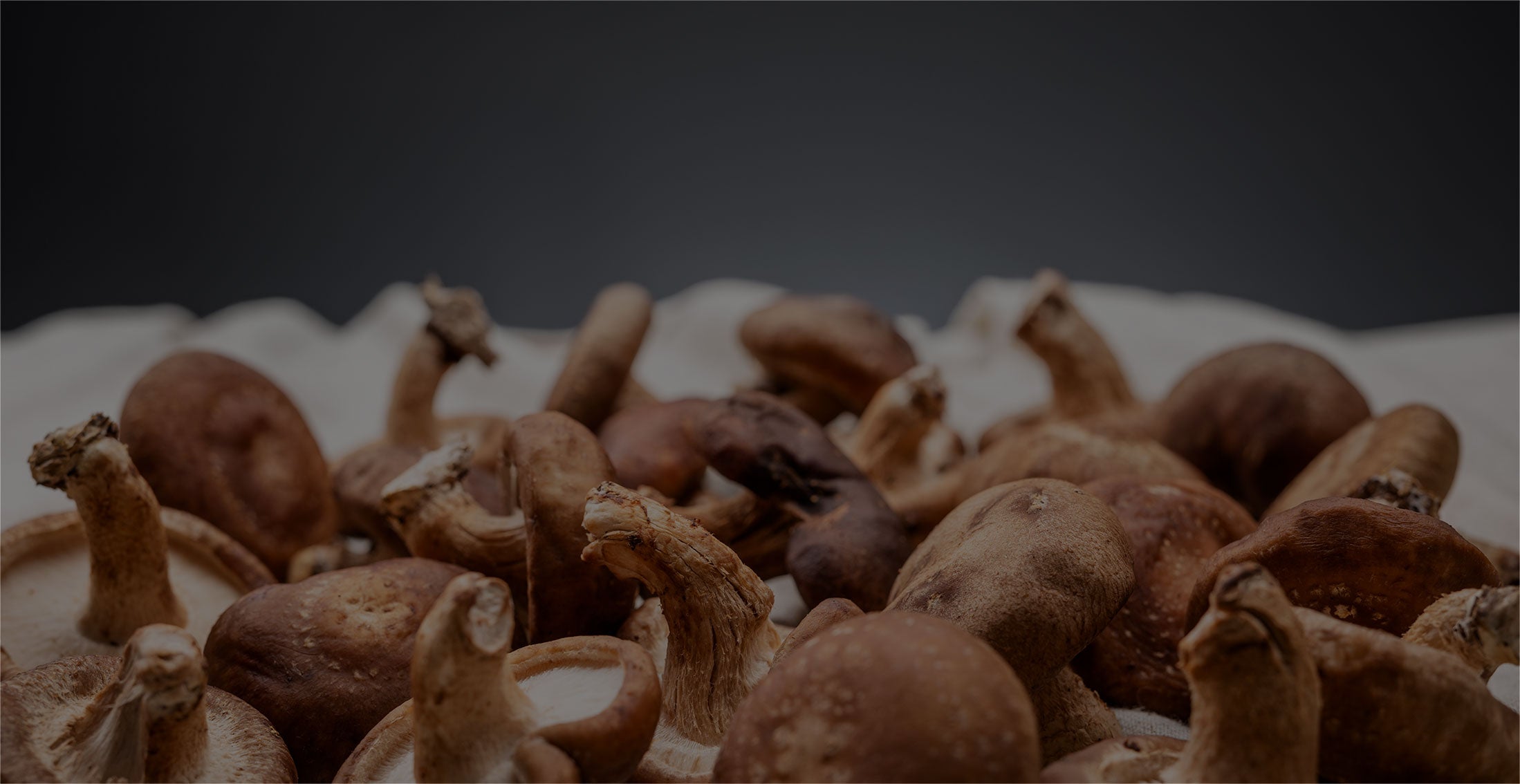 Load video: How we grow and process our mushrooms in Carlsbad, CA