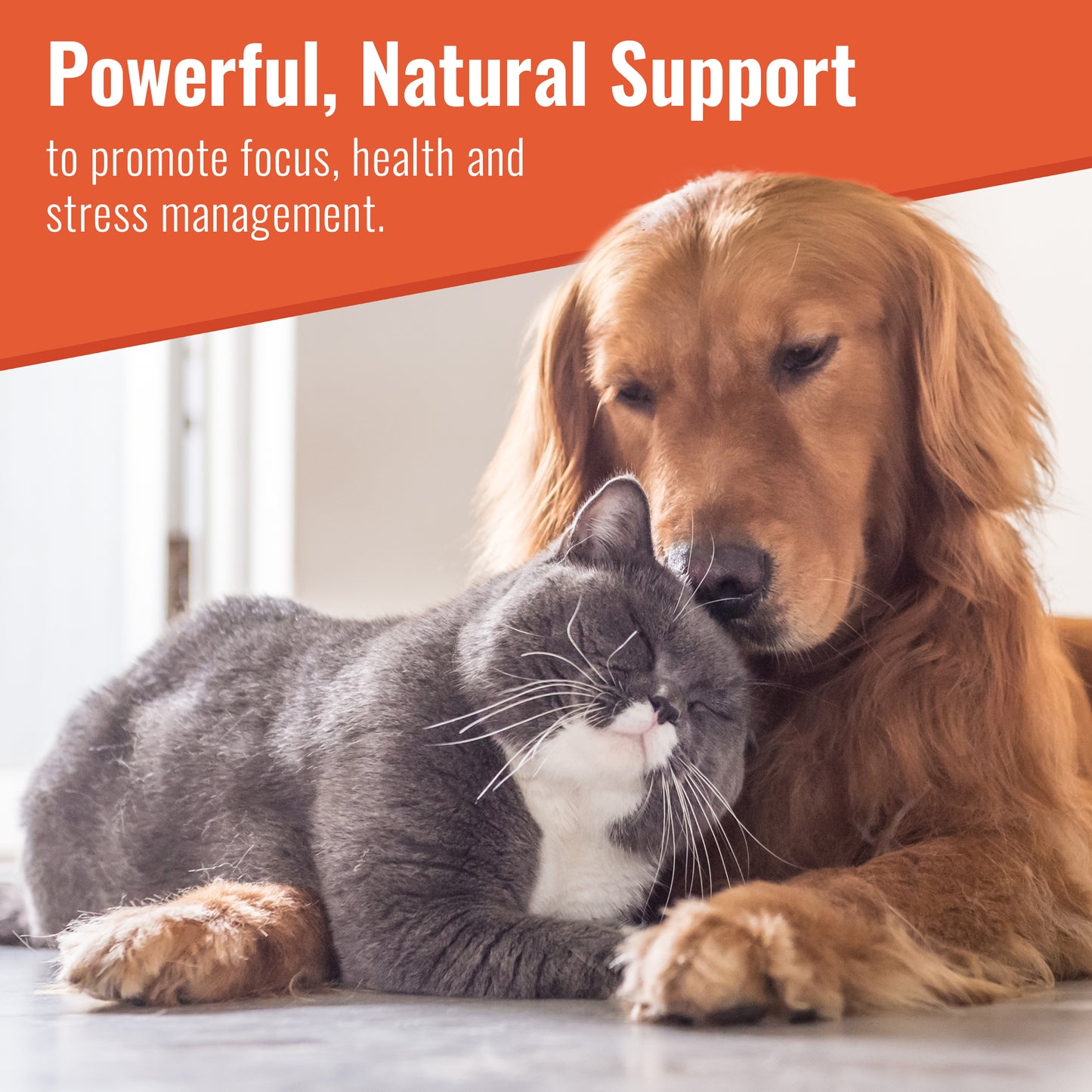 hide|Canine Matrix Zen provides powerful, natural support to promote focus, health and stress management for your dog or cat.