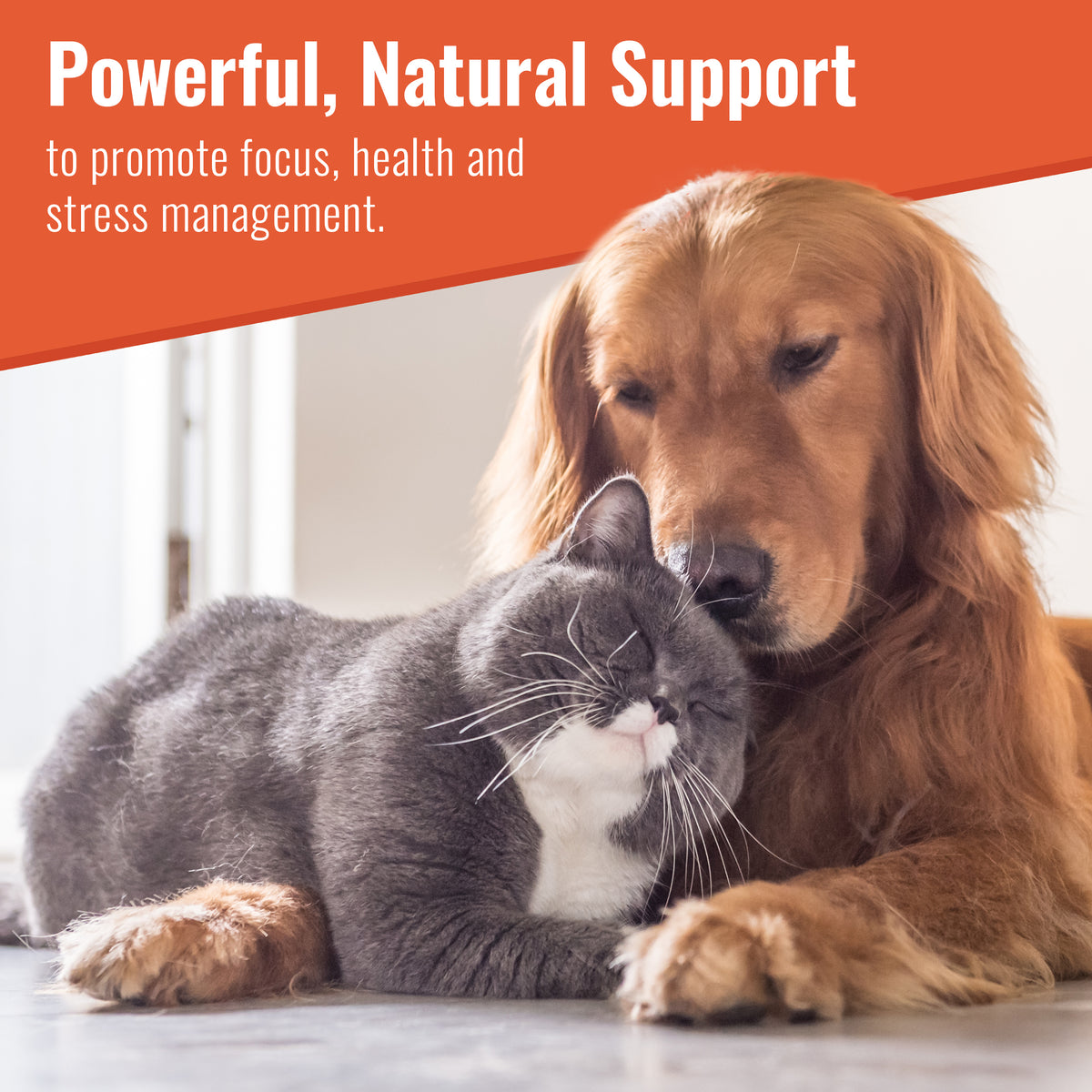 Zen Matrix Zen Matrix Calming Supplement – Mushroom Matrix